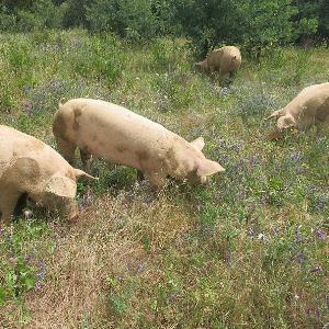 Pas d\'image pour cet article