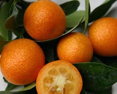 Pas d\'image pour cet article