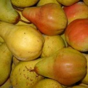 Pas d\'image pour cet article