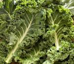 Pas d\'image pour cet article