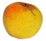 Pas d\'image pour cet article